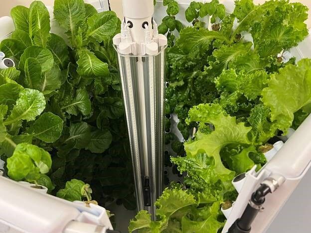 Growing lettuce in water
